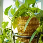 komnatnyye-rasteniya-2