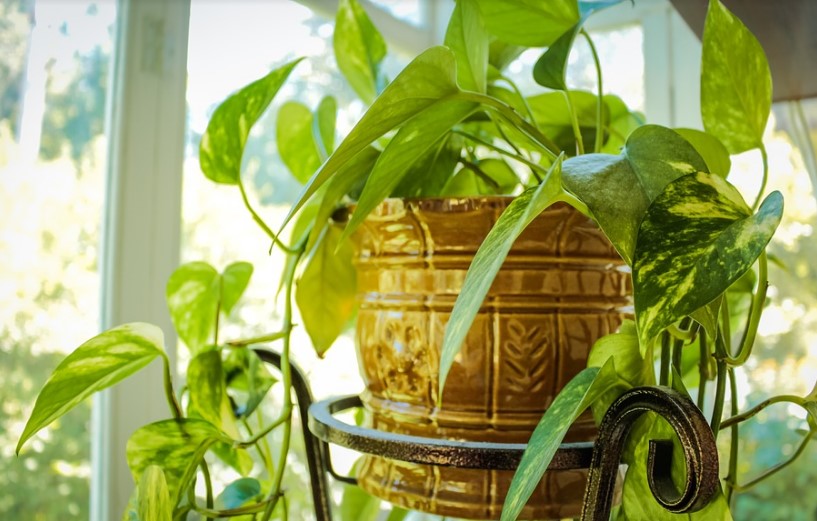 Комнатные растения для дома и офиса